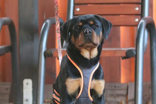 Belgian Tigers VDH - BSD - FCI - ADRK Rottweiler und Malinoiszucht - Matze