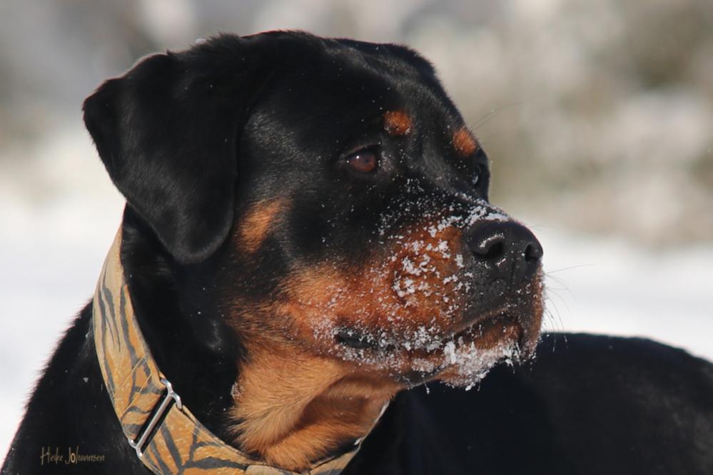 Belgian Tigers VDH - BSD - FCI - ADRK Rottweiler und Malinoiszucht - Lini