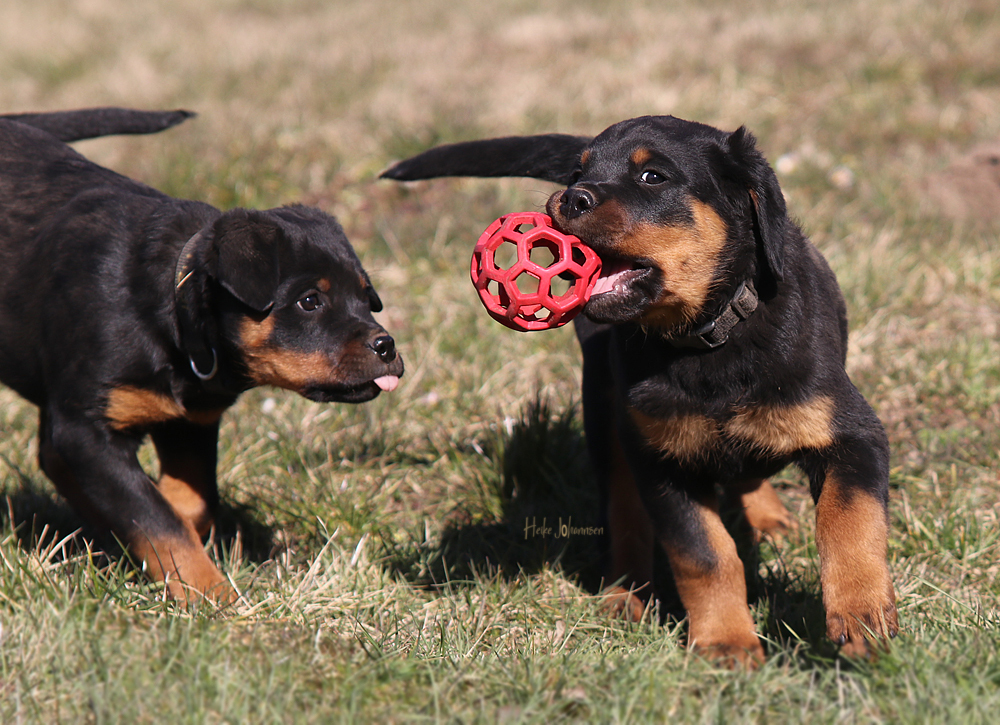 Fantini links - Farengo rechts
