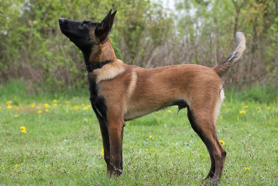 Belgian Tigers VDH - BSD - FCI - ADRK Rottweiler und Malinoiszucht -  Nachzuchtgalerie 3