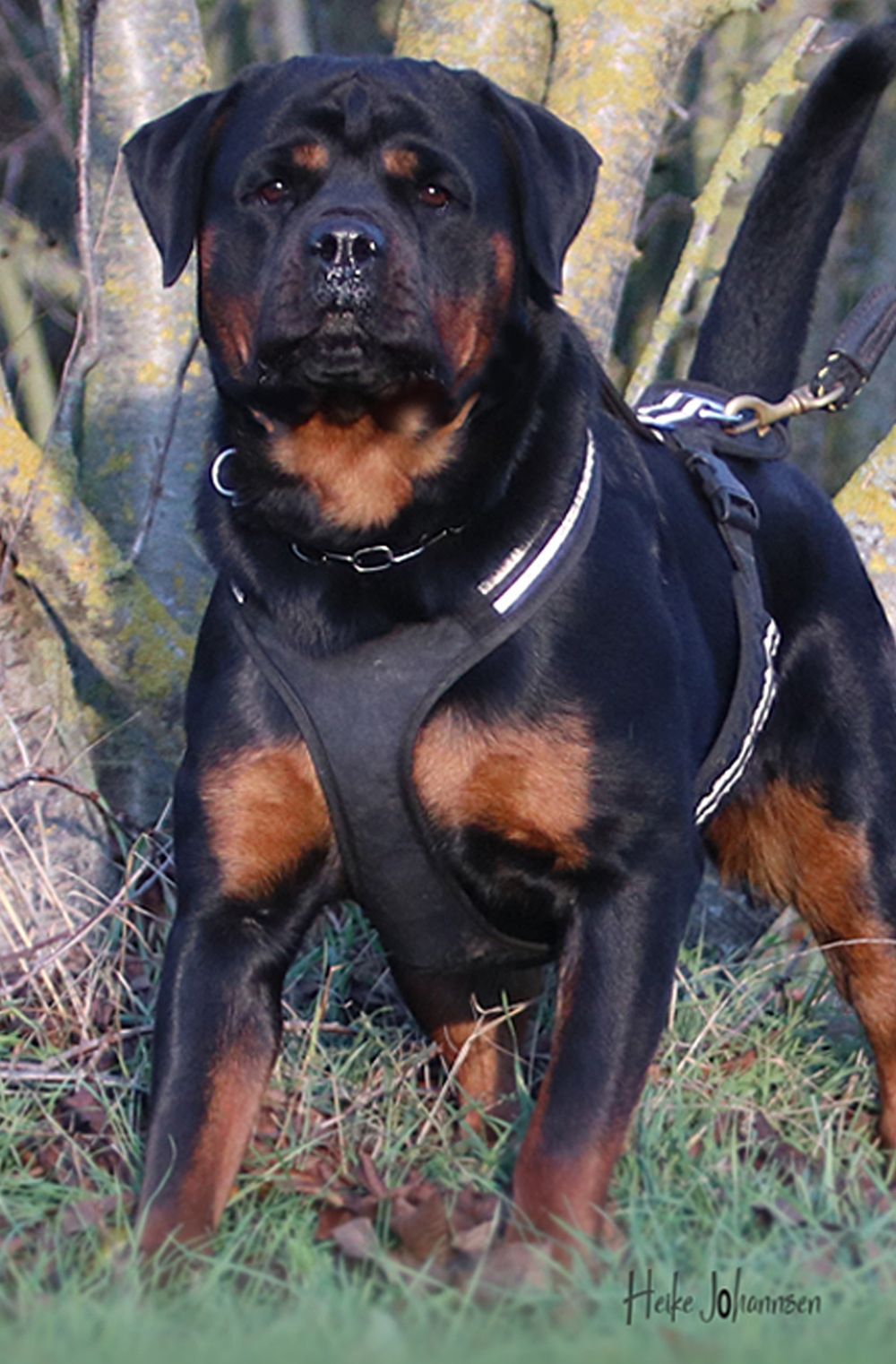 Belgian Tigers VDH - BSD - FCI - ADRK Rottweiler und Malinoiszucht - Dasha  vom Lakotacamp