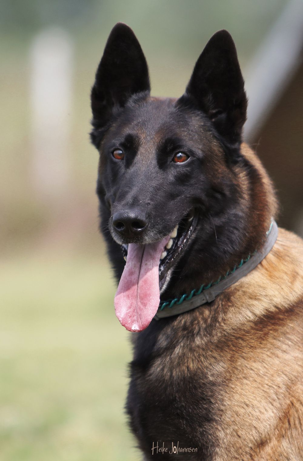 Belgian Tigers VDH - BSD - FCI - ADRK Rottweiler und Malinoiszucht - Belgian  Tigers Jakob