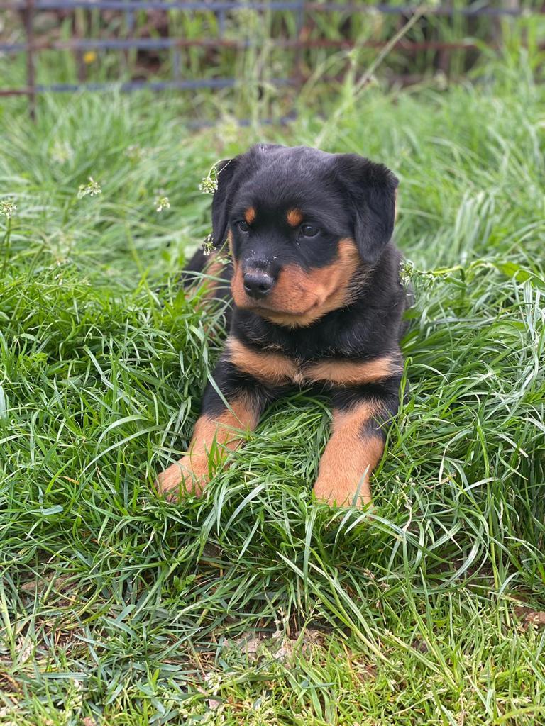 Dexter