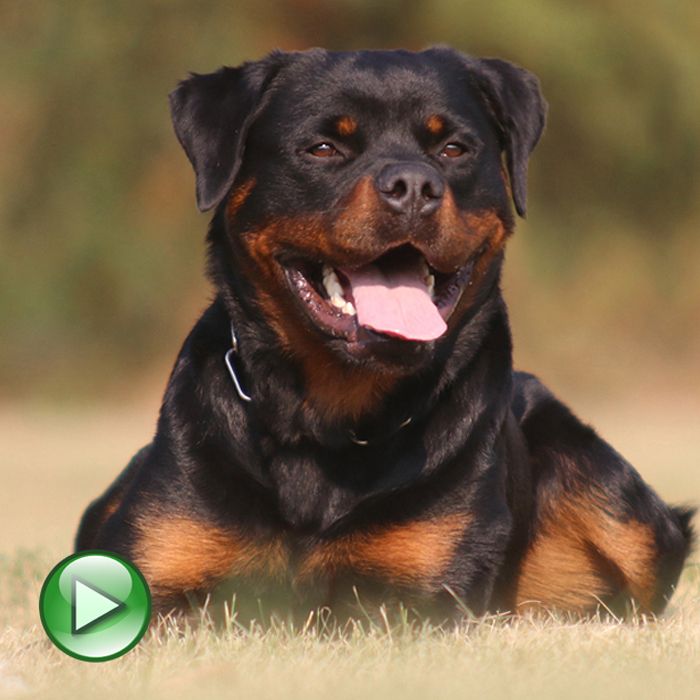 Belgian Tigers VDH - BSD - FCI - ADRK Rottweiler und Malinoiszucht -  Nachzuchtgalerie ROTTWEILER