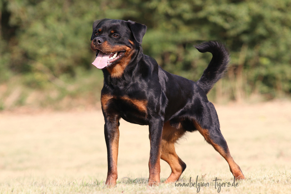 Belgian Tigers VDH - BSD - FCI - ADRK Rottweiler und Malinoiszucht - Home