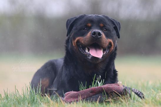 Belgian Tigers VDH - BSD - FCI - ADRK Rottweiler und Malinoiszucht - Ares  vom Hammerschlag