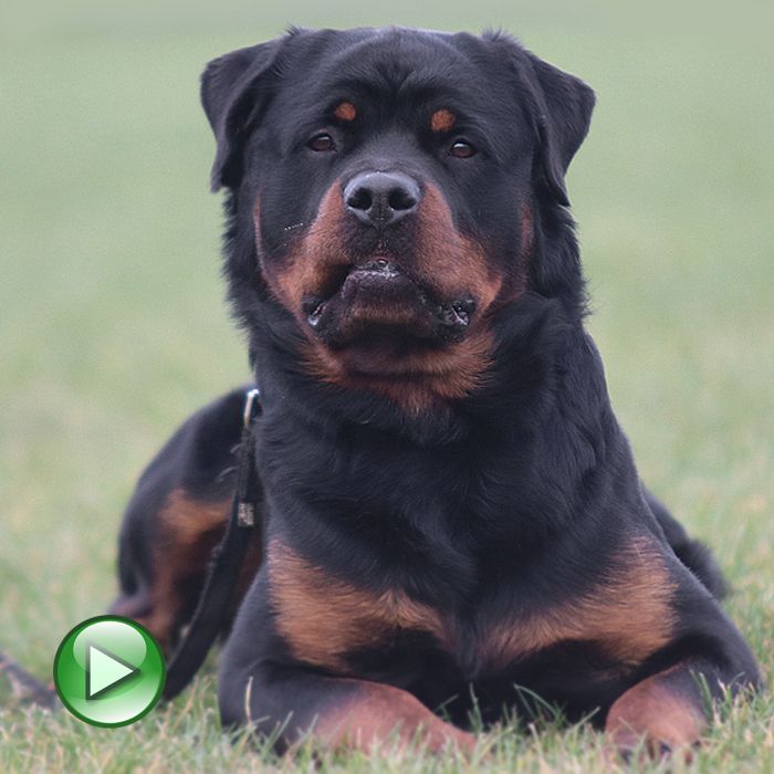 Belgian Tigers VDH - BSD - FCI - ADRK Rottweiler und Malinoiszucht -  Nachzuchtgalerie ROTTWEILER