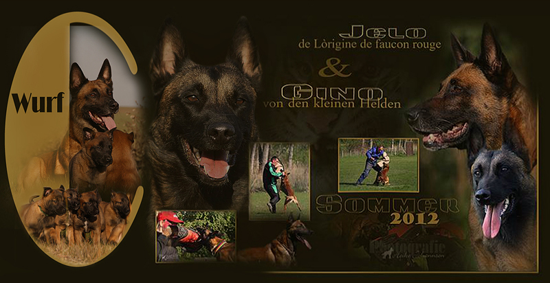 Belgian Tigers VDH - BSD - FCI - ADRK Rottweiler und Malinoiszucht - Belgian  Tigers C Wurf