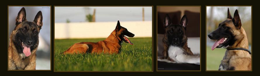 Belgian Tigers VDH - BSD - FCI - ADRK Rottweiler und Malinoiszucht -  Nachzucht Emmely