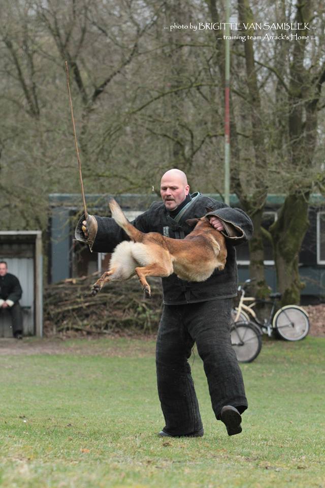 AH Idefix (Gino x Buffy)