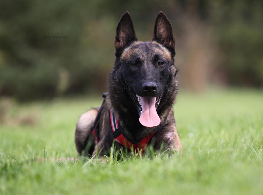 Belgian Tigers Vdh Bsd Fci Adrk Rottweiler Und Malinoiszucht Bt Exo