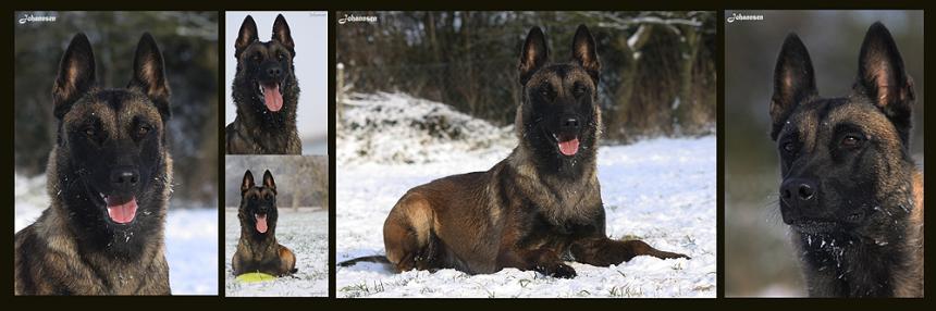 Belgian Tigers VDH - BSD - FCI - ADRK Rottweiler und Malinoiszucht - Jelos  Nachzucht