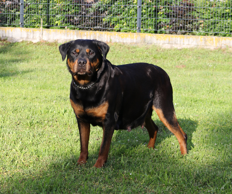 Dickebauchbilder♥