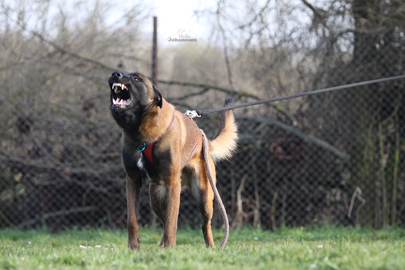 Belgian Tigers VDH BSD FCI ADRK Rottweiler und