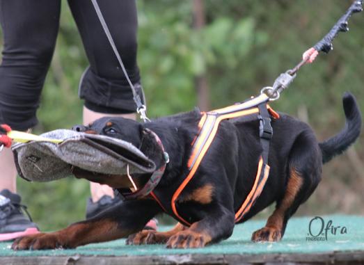 Belgian Tigers VDH - BSD - FCI - ADRK Rottweiler und Malinoiszucht - Beim  Training