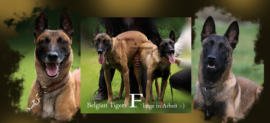 Belgian Tigers VDH - BSD - FCI - ADRK Rottweiler und Malinoiszucht - Belgian  Tigers F Wurf