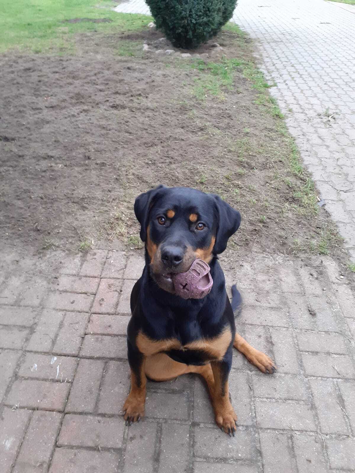Ella