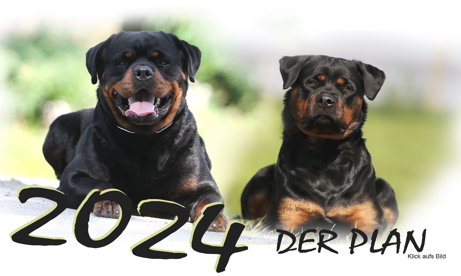 Belgian Tigers VDH - BSD - FCI - ADRK Rottweiler und Malinoiszucht -  Wurfplanung Rottweiler